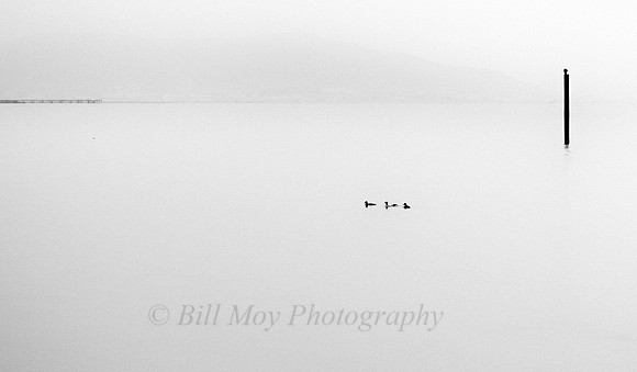 Ducks