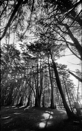 Through The Woods