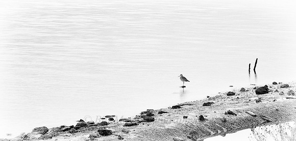 Lone Bird