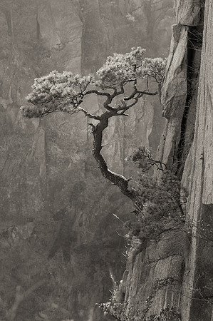 "Lone Tree", Huangshan, China