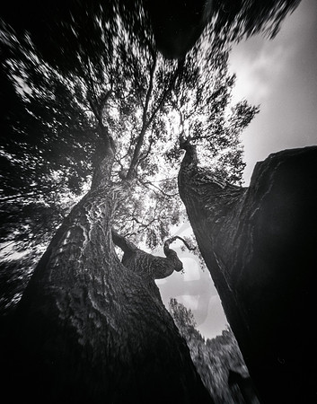 Big Tree
